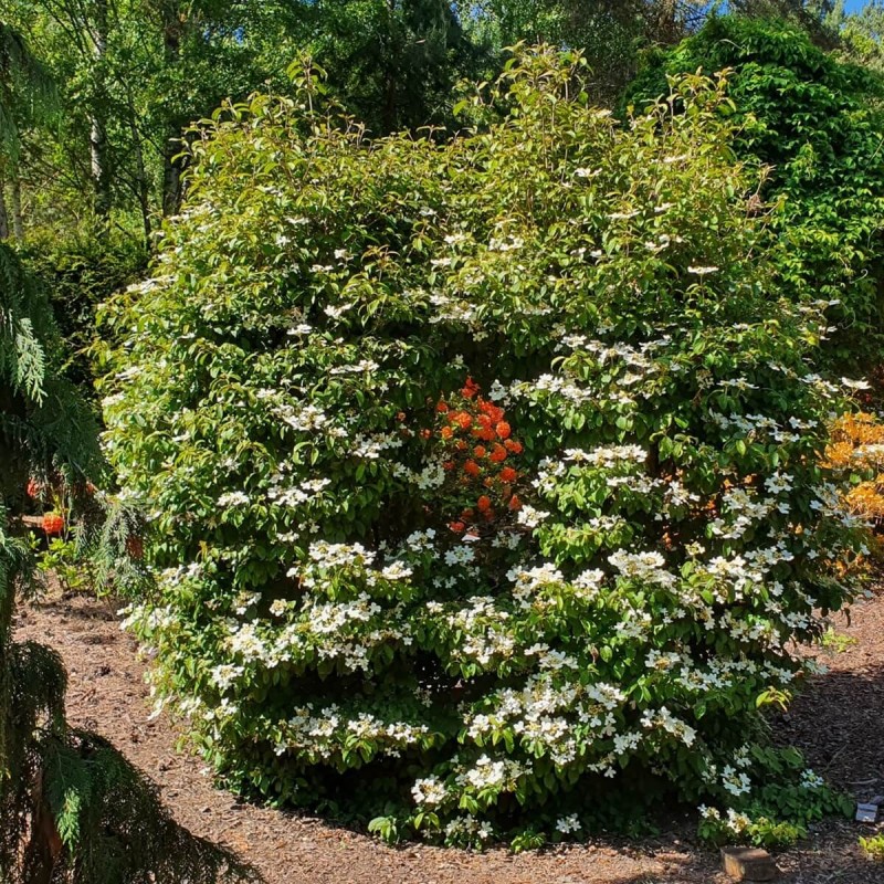 Kalina japońska POPCORN (Viburnum plicatum) Sadzonka C2 (2).jpg