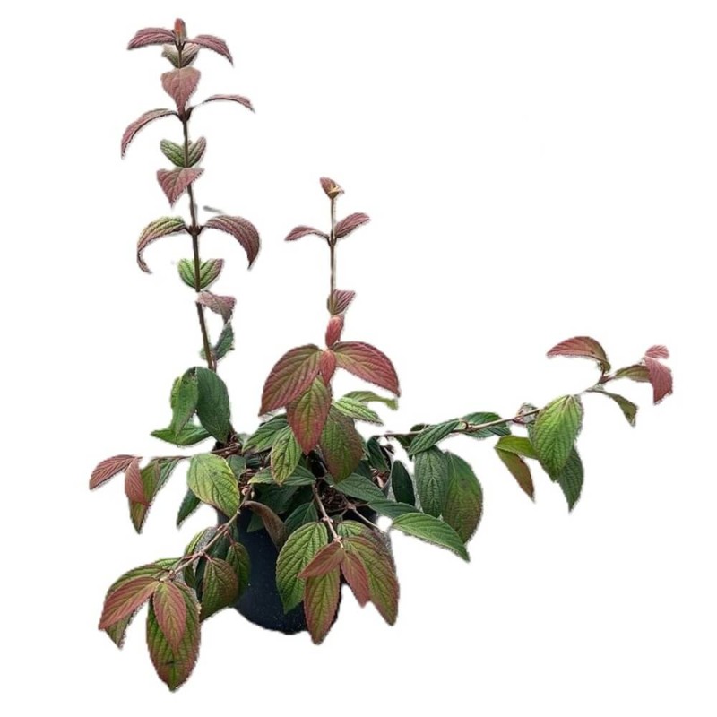 Kalina japońska POPCORN (Viburnum plicatum) Sadzonka C2 (3).jpg
