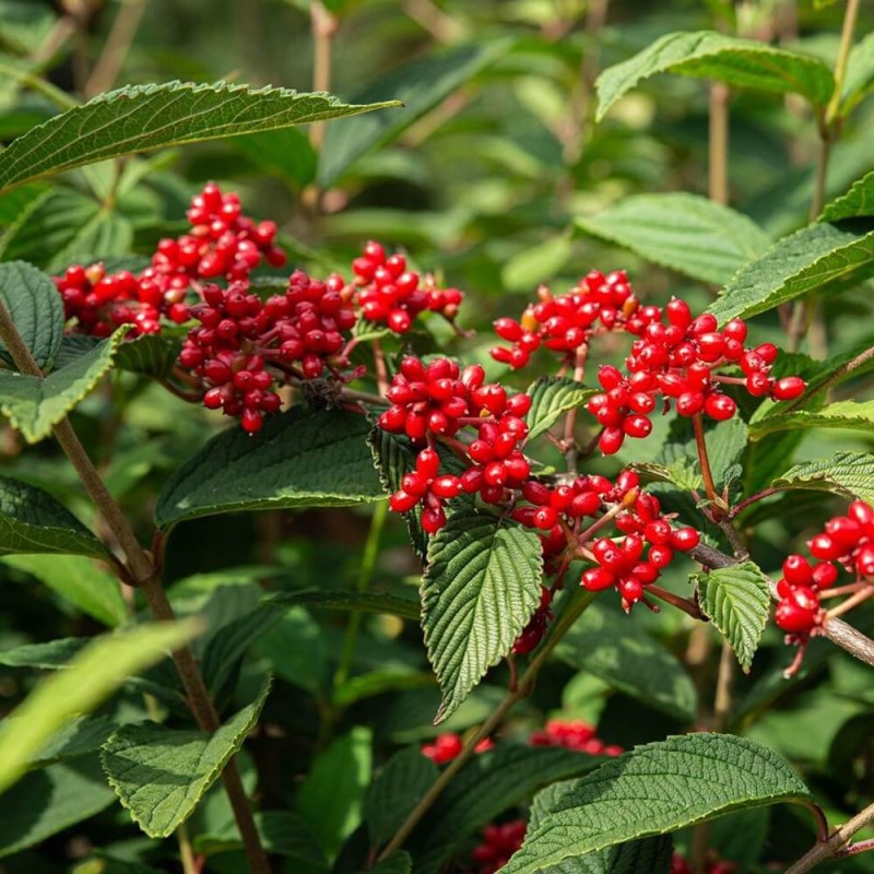 Kalina japońska PINK BEAUTY (Viburnum plicatum) Sadzonka C1 (2).jpg