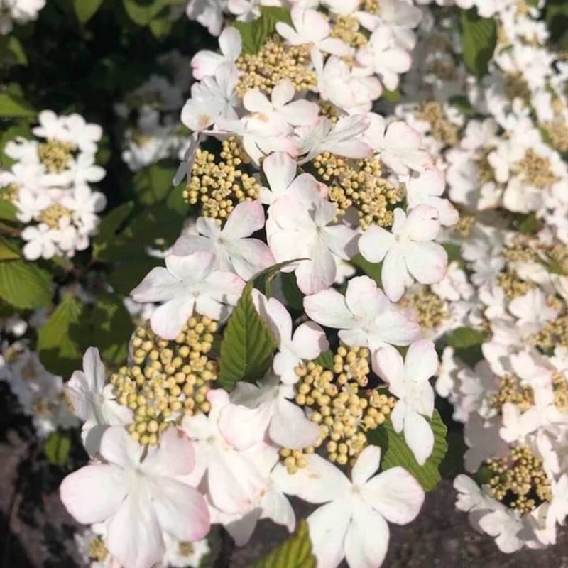 Kalina japońska PINK BEAUTY (Viburnum plicatum) Sadzonka C1.jpg