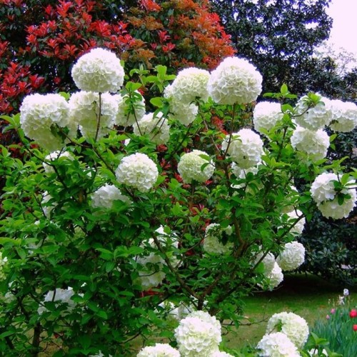 Kalina koralowa ROSEUM sadzonka C2