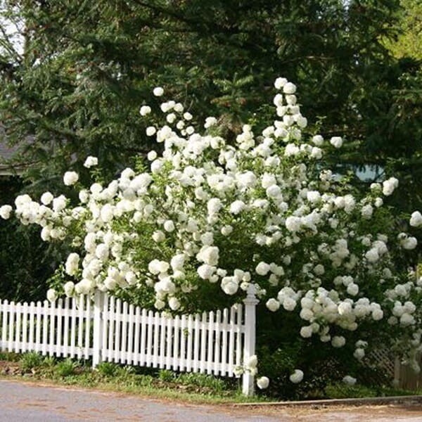 Kalina koralowa ROSEUM (Viburnum opulus) Sadzonka C2 (3).jpg