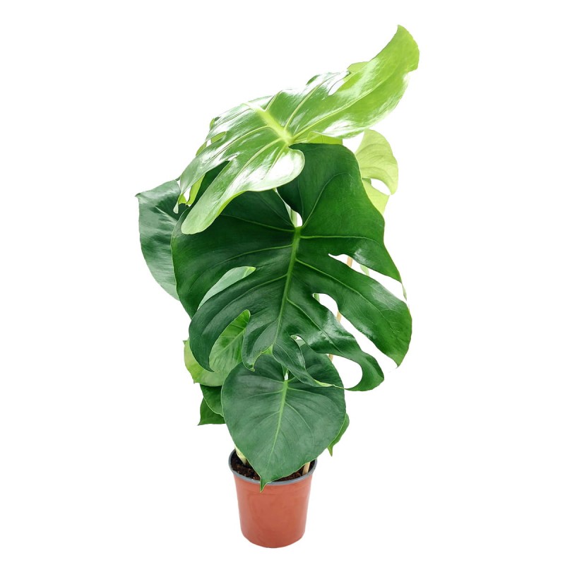 monstera dziurawa roslina wdonicy p14