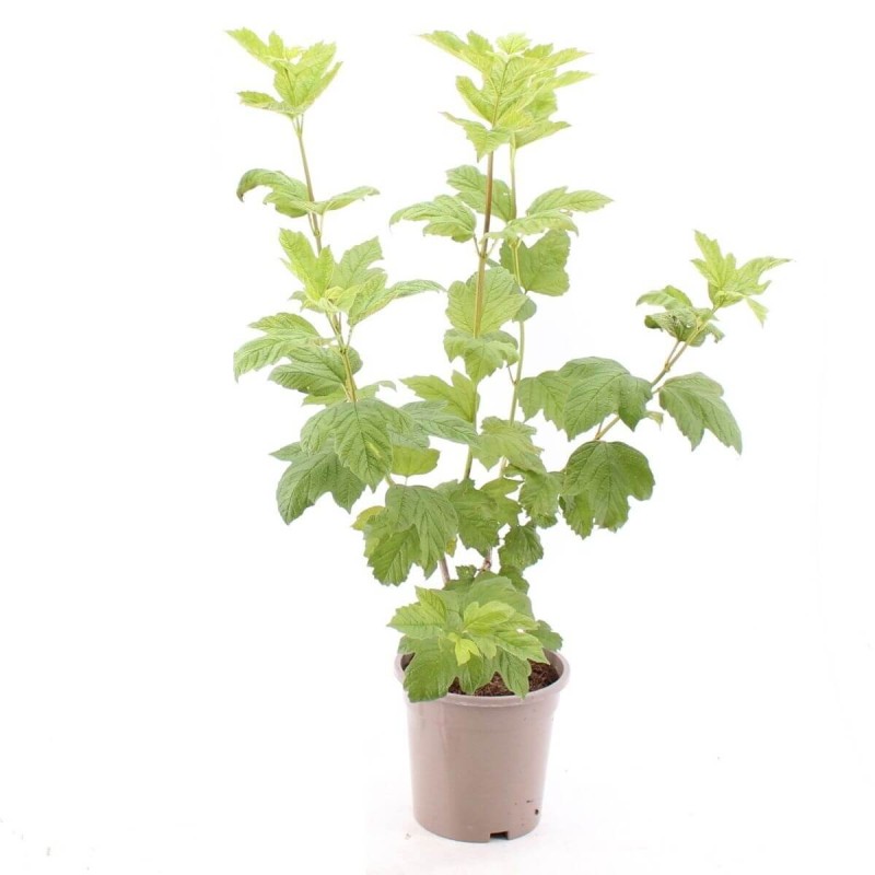 Kalina koralowa ROSEUM (Viburnum opulus) Sadzonka C2 (4).jpg