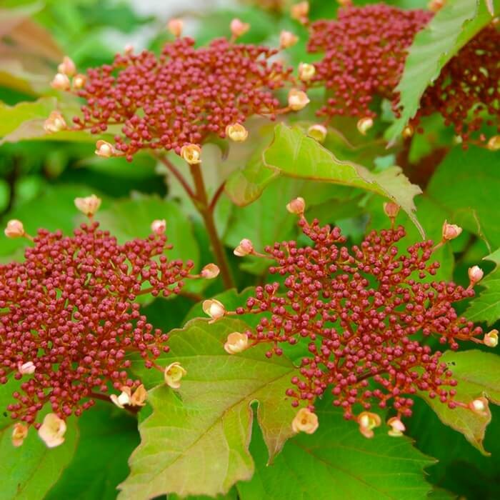 Kalina Sargenta ONONDAGA (Viburnum sargentii) Sadzonka C2 (1).jpg