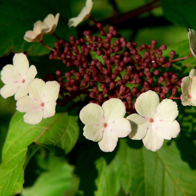 Kalina Sargenta ONONDAGA (Viburnum sargentii) Sadzonka C2 (2).jpg