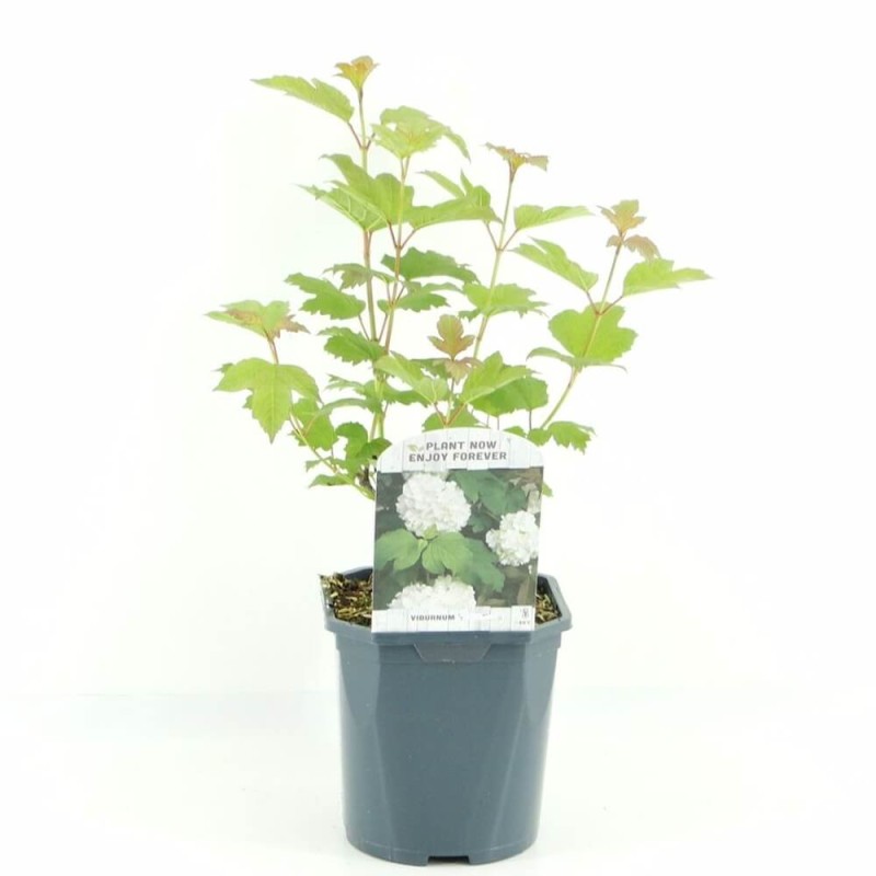 Kalina Sargenta ONONDAGA (Viburnum sargentii) Sadzonka C2.jpg