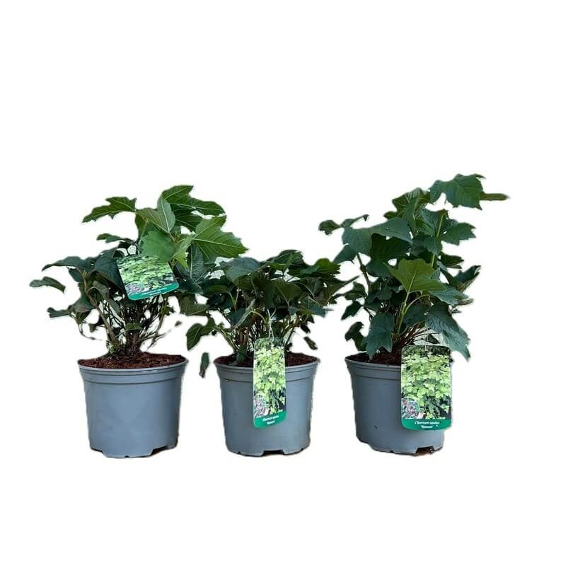 Kalina wonna NANUM (Viburnum farreri) Sadzonka C2 (1).JPG
