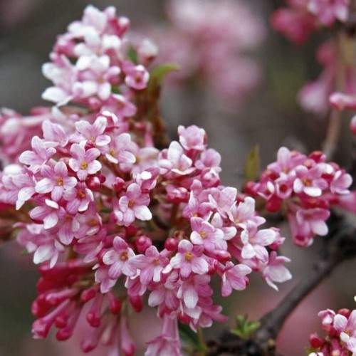 Kalina wonna NANUM sadzonka C2