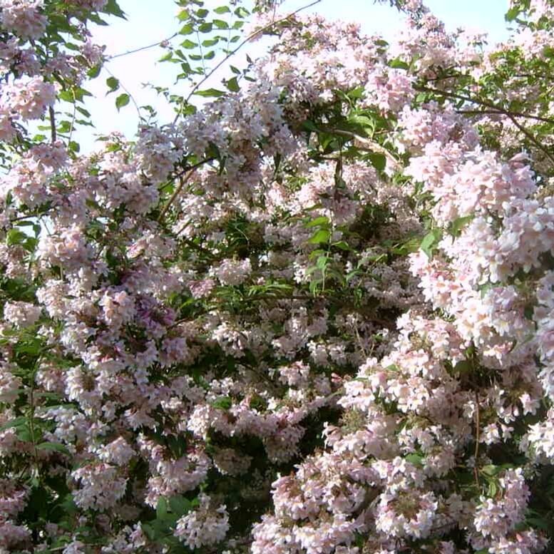 Kolkwicja chińska PINK CLOUD (Kolkwitzia amabilis) Sadzonka P9  (1).jpg