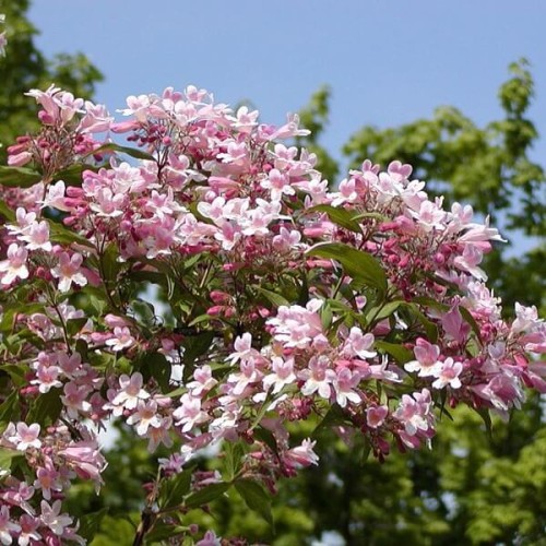 Kolkwicja chińska PINK CLOUD sadzonka P9