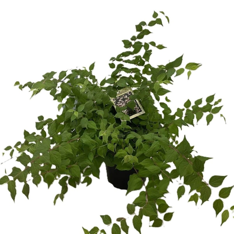 Kolkwicja chińska PINK CLOUD (Kolkwitzia amabilis) Sadzonka P9  (3).jpg
