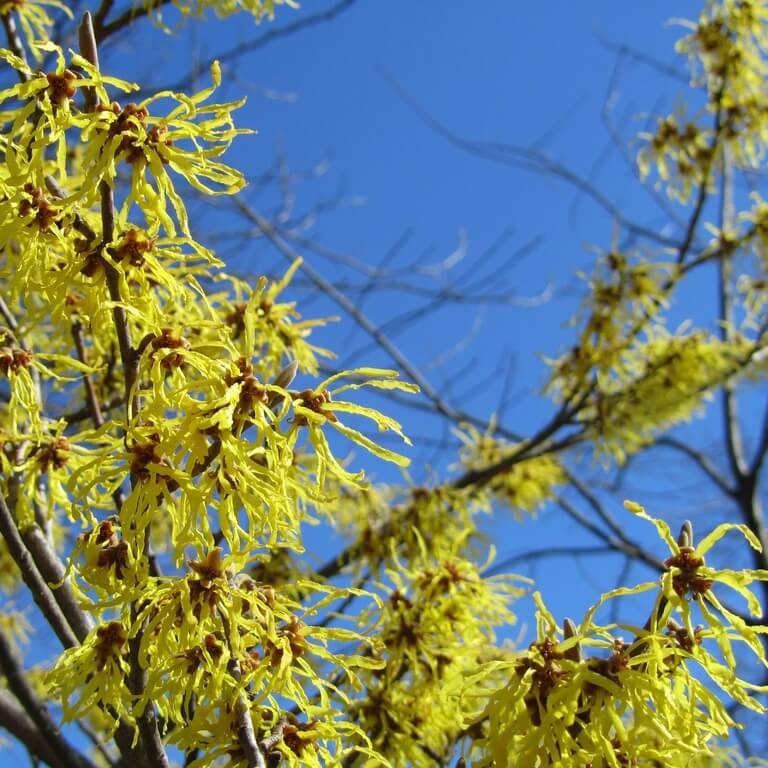 Oczar wirginijski (Hamamelis virginiana) Sadzonka C1 (1).jpg