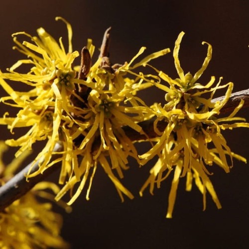 Oczar wirginijski sadzonka C1