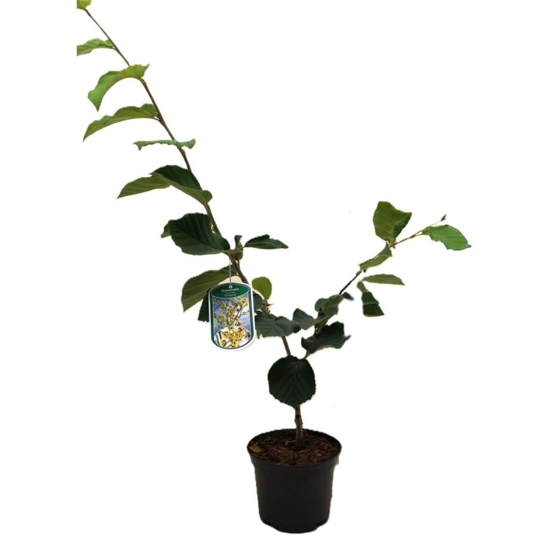 Oczar wirginijski (Hamamelis virginiana) Sadzonka C1 (3).jpg