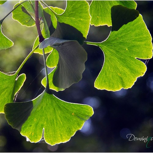 Miłorząb chiński sadzonka P12