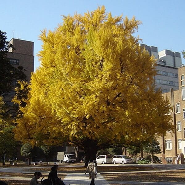 Miłorząb Chiński (Ginkgo biloba) Sadzonka P12 (2).jpg