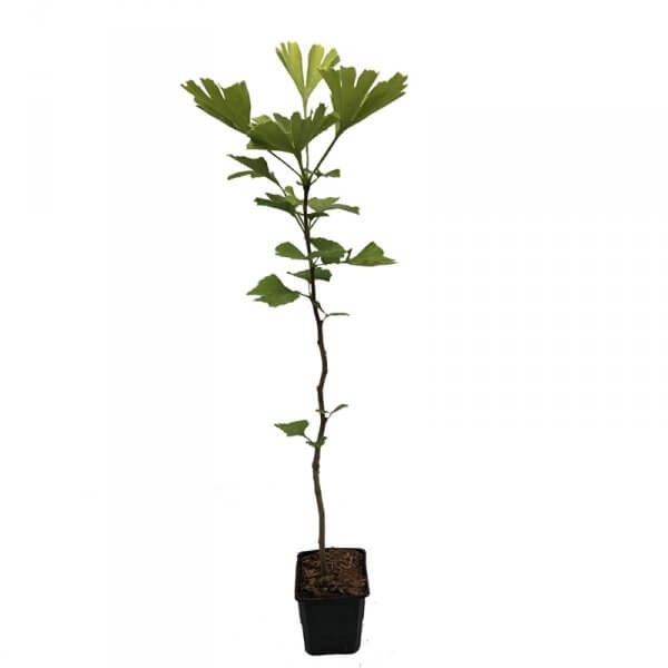 Miłorząb Chiński (Ginkgo biloba) Sadzonka P12 (3).jpg