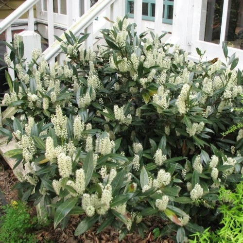 Laurowiśnia karłowa OTTO LUYKEN P9