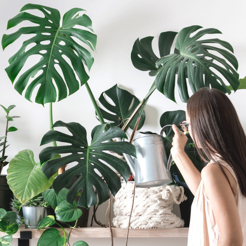 monstera dziurawa p14 podlewanie.jpg