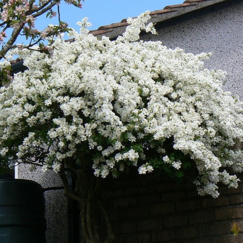 Obiela wielkokwiatowa THE BRIDE sadzonka C2