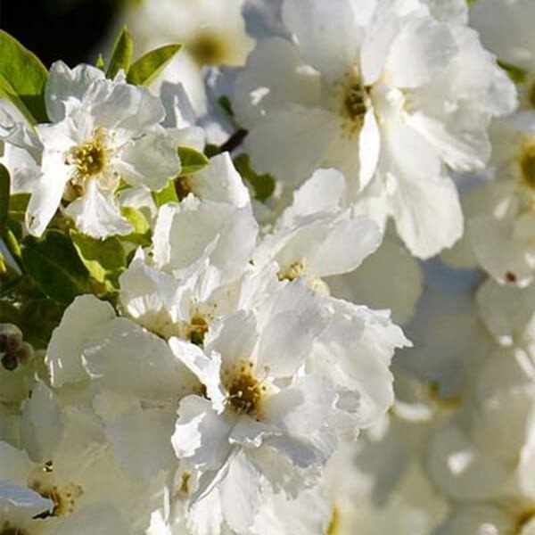Obiela wielkokwiatowa THE BRIDE (Exochorda) Sadzonka C2 (3).jpg