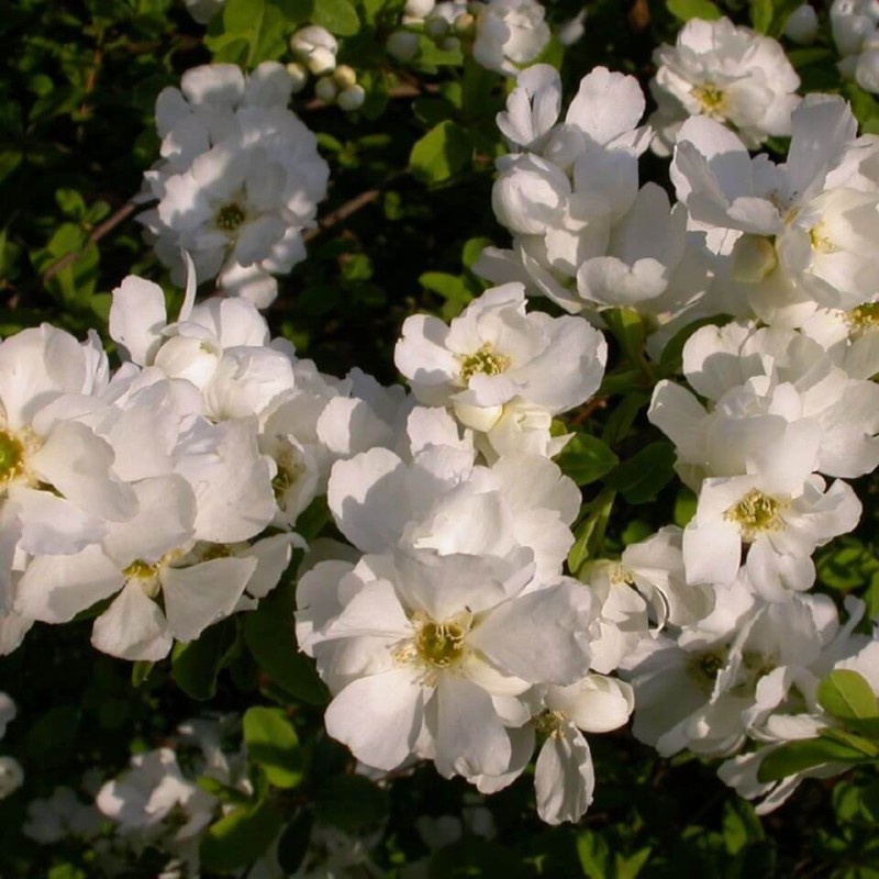 Obiela groniasta NIAGARA PBR (Exochorda racemosa) Sadzonka C2  (2).jpg
