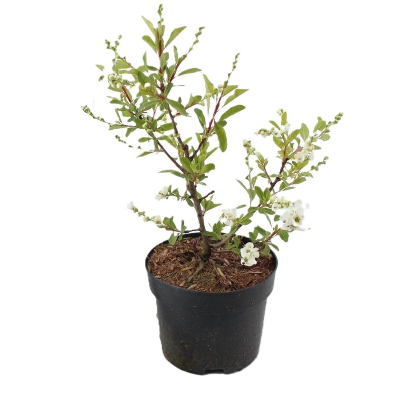 Obiela groniasta NIAGARA PBR (Exochorda racemosa) Sadzonka C2  (1).jpg