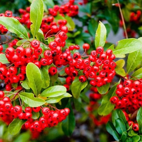 Ognik szkarłatny czerwony RED COLUMN sadzonka C1