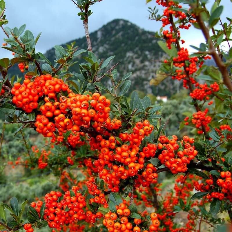 Ognik szkarłatny czerwony RED COLUMN (Pyracantha coccinea) Sadzonka C1 (5).jpg