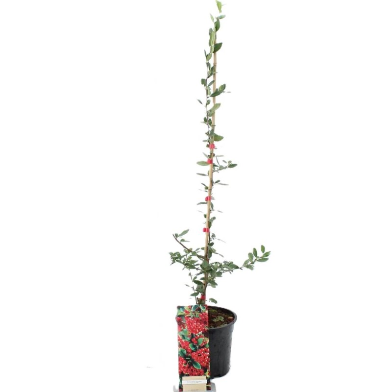 Ognik szkarłatny czerwony RED COLUMN (Pyracantha coccinea) Sadzonka C1 (6).jpg