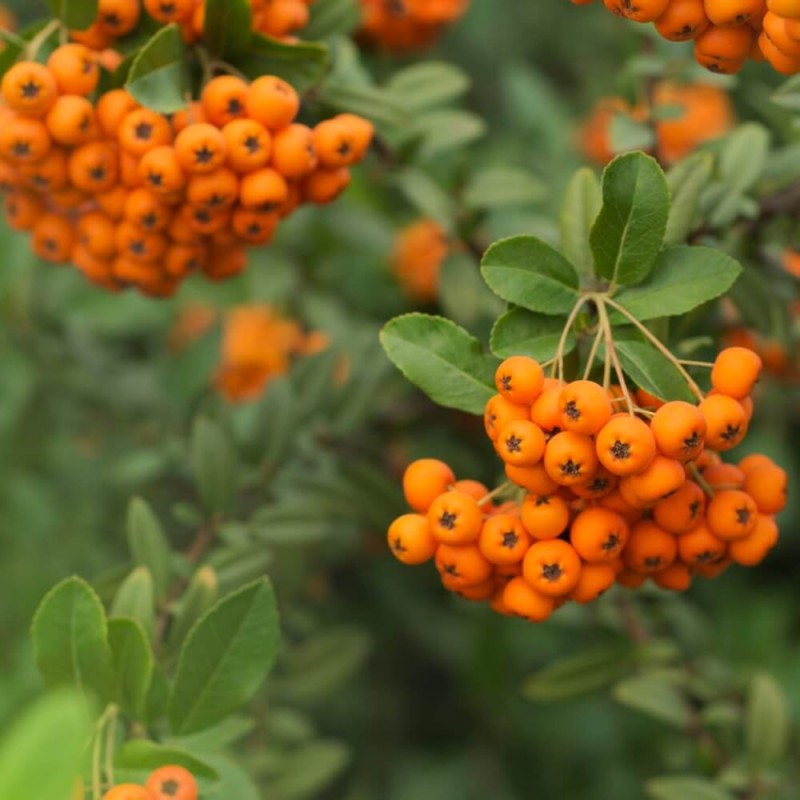 Ognik szkarłatny pomarańczowy ORANGE GLOW (Pyracantha coccinea) Sadzonka P9 (2).jpg