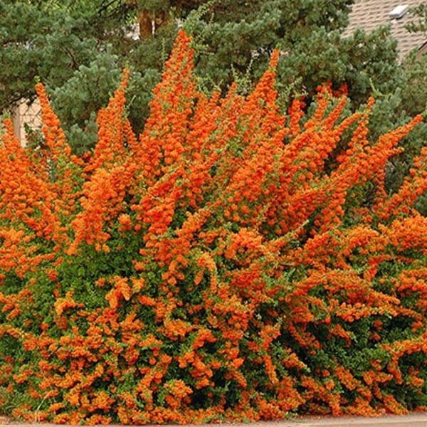 Ognik szkarłatny pomarańczowy ORANGE GLOW (Pyracantha coccinea) Sadzonka P9.jpg