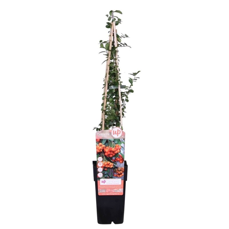 Ognik szkarłatny pomarańczowy ORANGE GLOW (Pyracantha coccinea) Sadzonka P9 (1).jpg