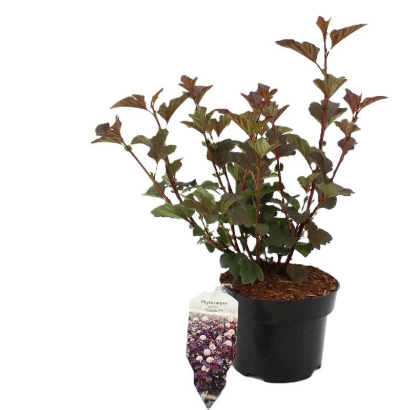 Pęcherznica czarna 'Diabolo ®' (Physocarpus opulifolius) Sadzonka (1).jpg