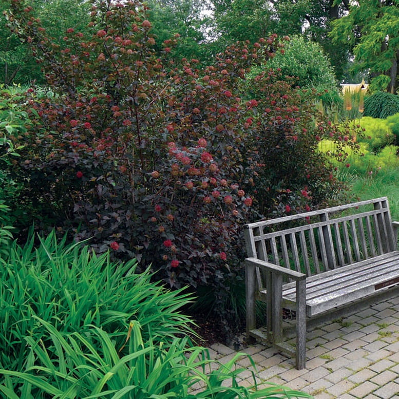 Pęcherznica czarna 'Diabolo ®' (Physocarpus opulifolius) Sadzonka (2).jpg