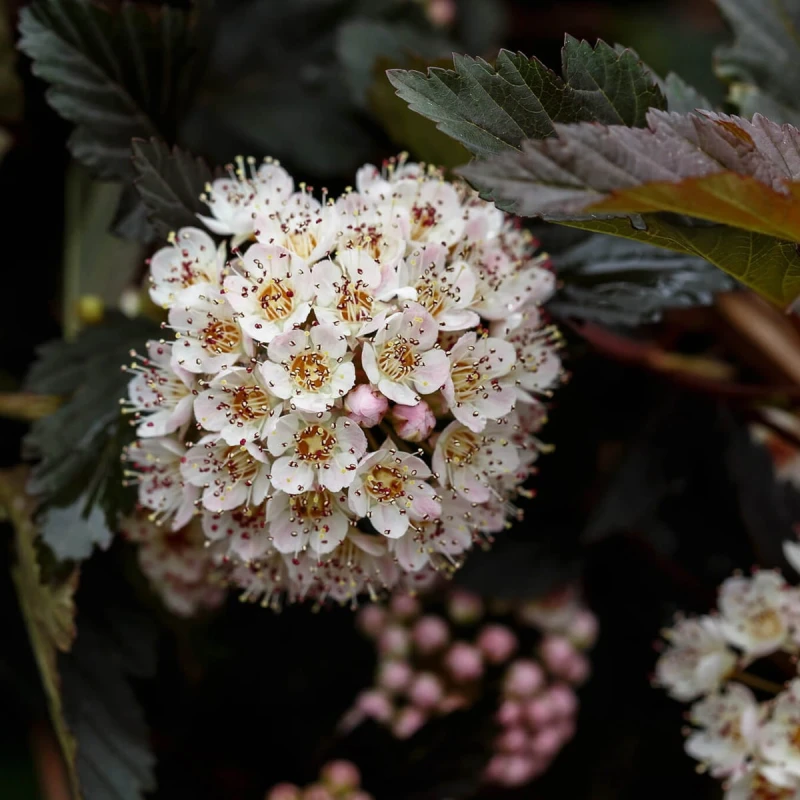 Pęcherznica czarna 'Diabolo ®' (Physocarpus opulifolius) Sadzonka (3).jpg