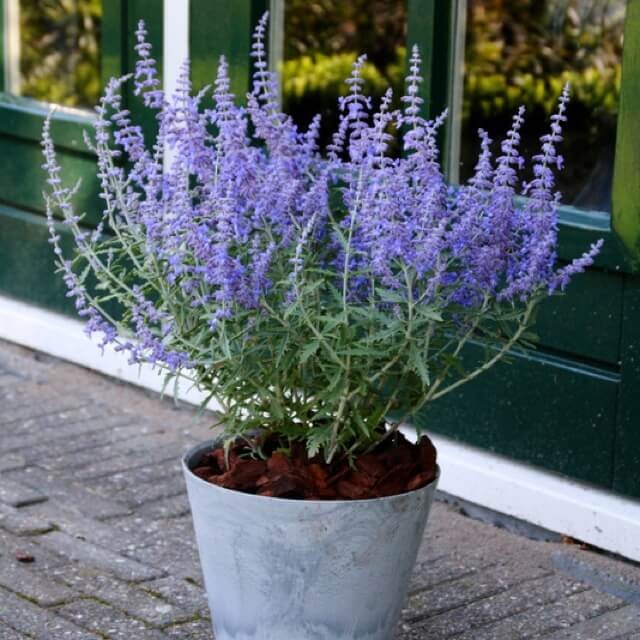 Perovskia 'Lacey Blue' (Perovskia atriplicifolia) Sadzonka (2).jpg