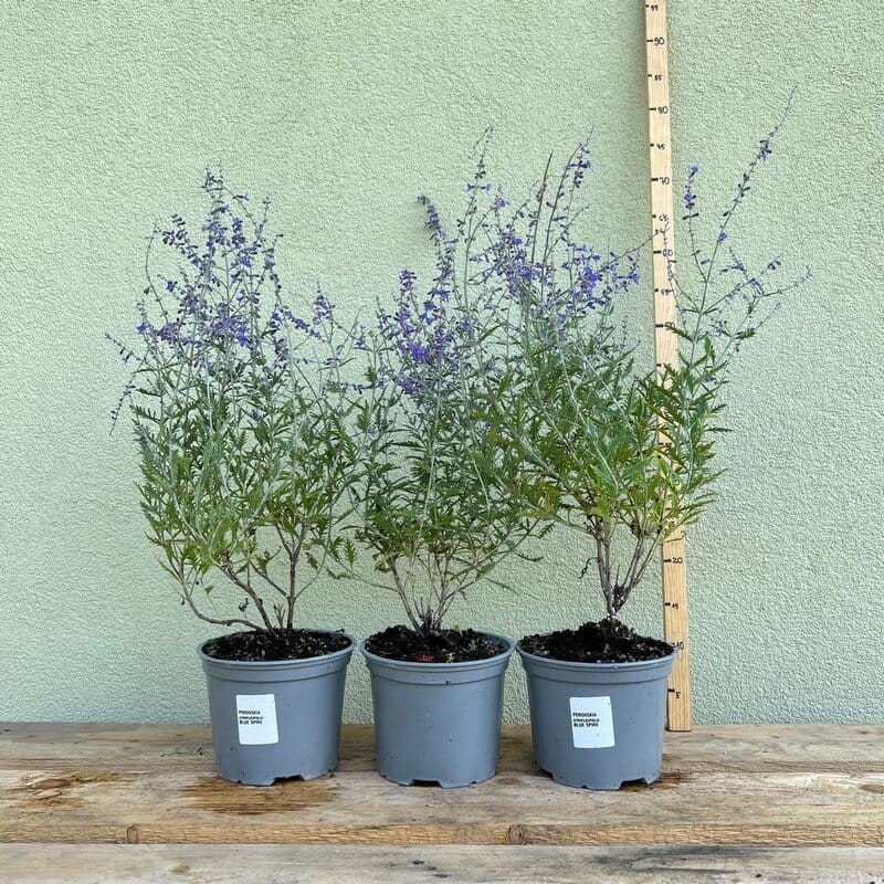 Perovskia 'Lacey Blue' (Perovskia atriplicifolia) Sadzonka (3).JPG
