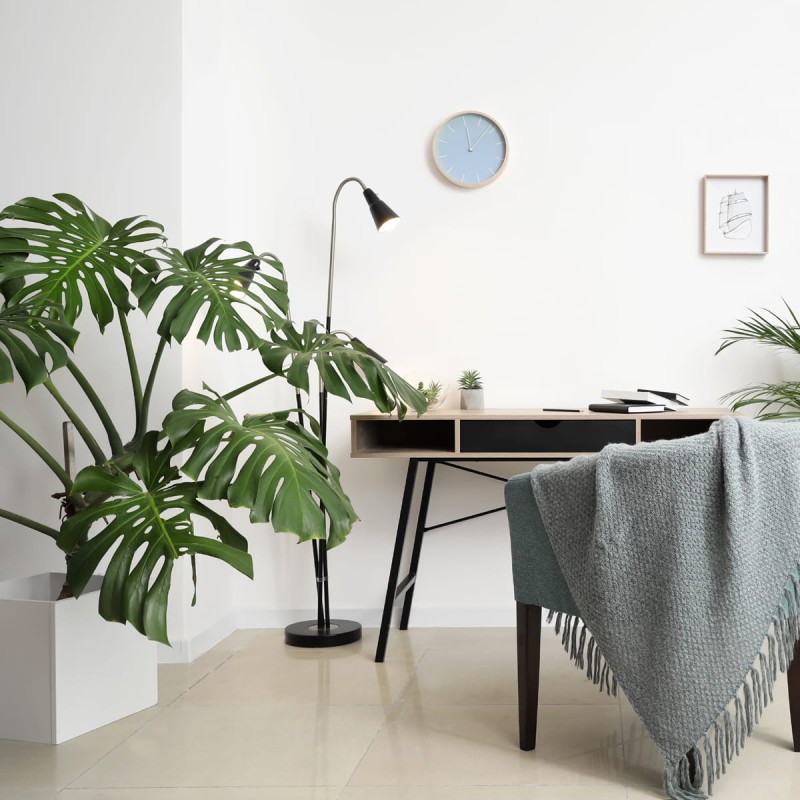 Monstera dziurawa P17 w biurze.jpg