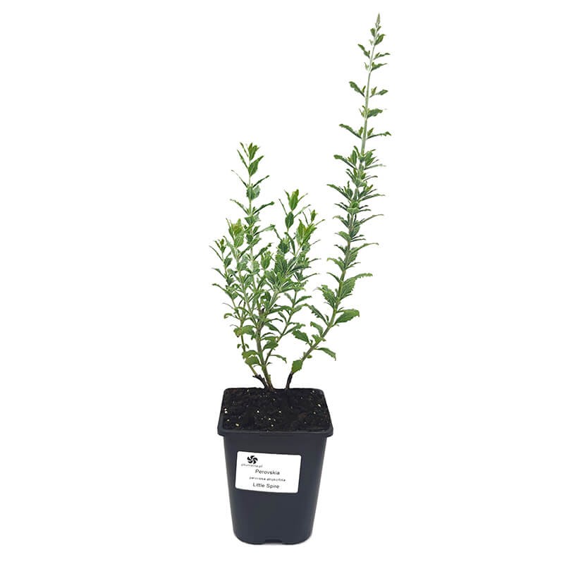 Perovskia LITTLE SPIRE (Perovskia atriplicifolia) Sadzonka C1C2 (4).jpg