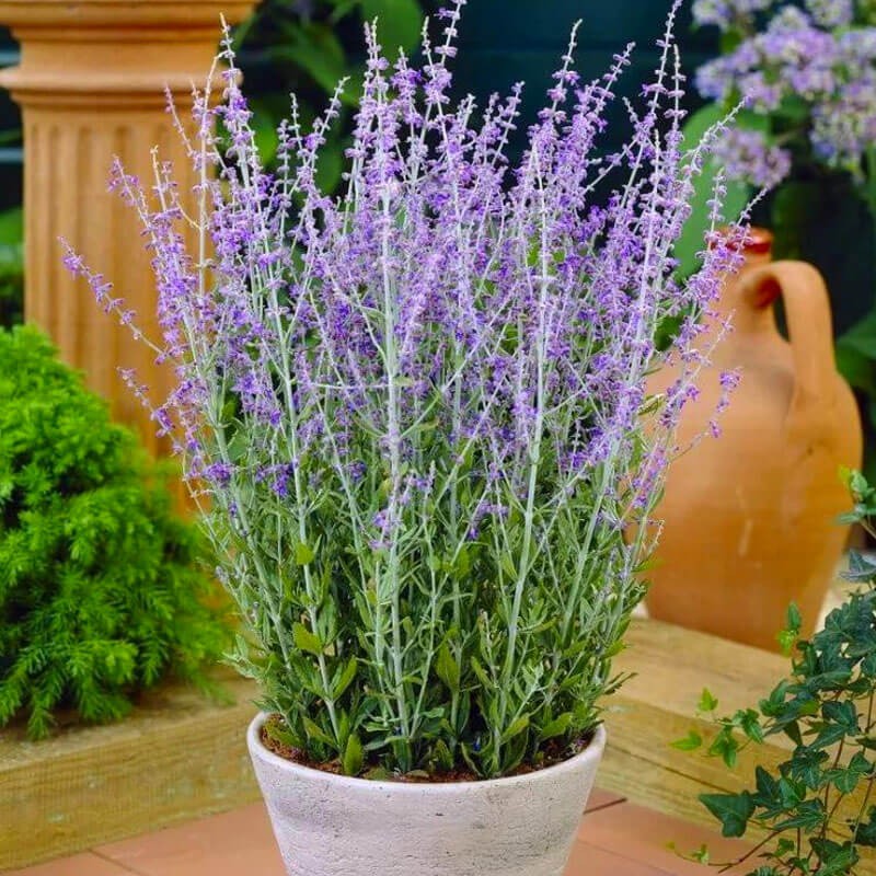 Perovskia LITTLE SPIRE (Perovskia atriplicifolia) Sadzonka C1C2 (5).jpg