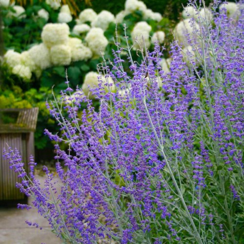 Perovskia BLUE SPIRE sadzonka C1/C2