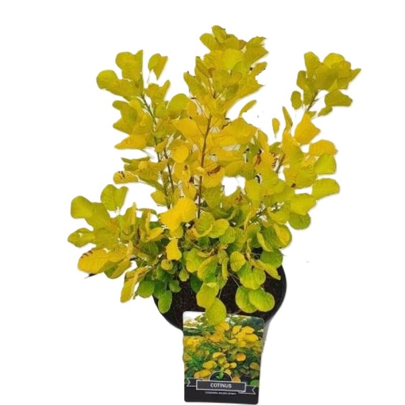 Perukowiec 'Golden Spirit’ (Cotinus coggygria) Sadzonka (2).jpg