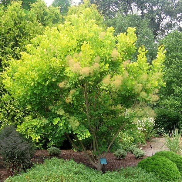 Perukowiec 'Golden Spirit’ (Cotinus coggygria) Sadzonka (1).jpg