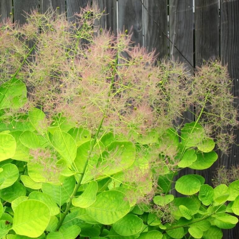 Perukowiec 'Golden Spirit’ (Cotinus coggygria) Sadzonka (3).jpg