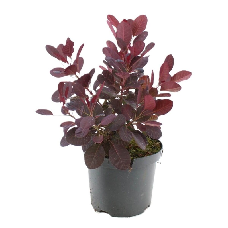 Perukowiec ROYAL PURPLE (Cotinus coggygria) Sadzonka C2  (1).jpg