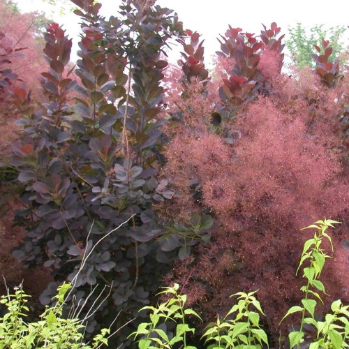 Perukowiec ROYAL PURPLE sadzonka C2