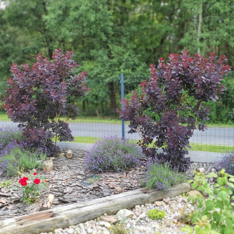 Perukowiec ROYAL PURPLE (Cotinus coggygria) Sadzonka C2.jpg