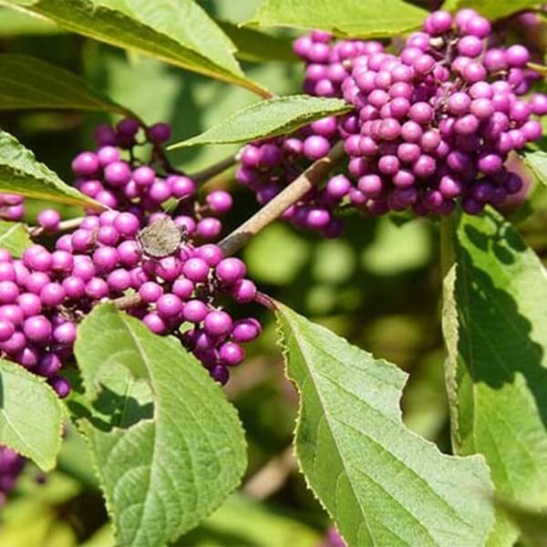 Pięknotka Bodiniera PROFUSION (Callicarpa bodinieri) Sadzonka C1C2 (1).jpg